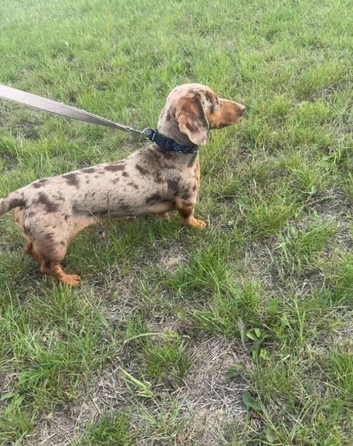 Kc Reg Miniature dachshund for STUD