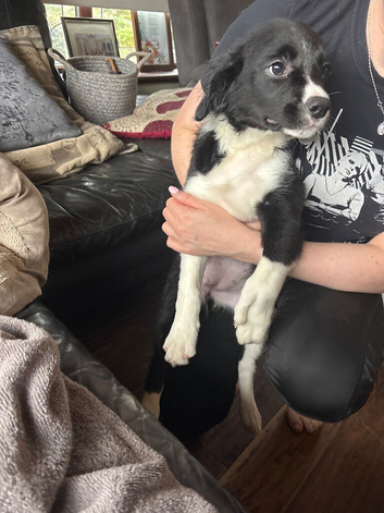 Puppy