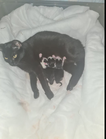 Kitten