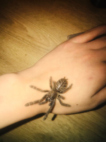 Juvenile Malaysian earthtiger