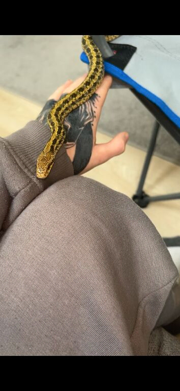 Rat snake