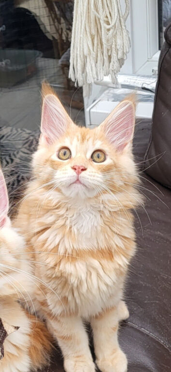 Female Maine Coon kitten ready now