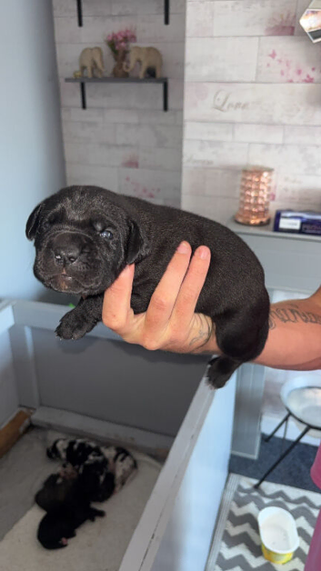 Cane corso puppies