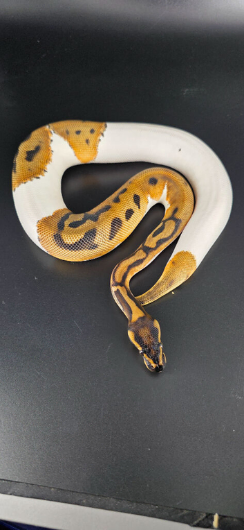 Royal/Ball Pythons available