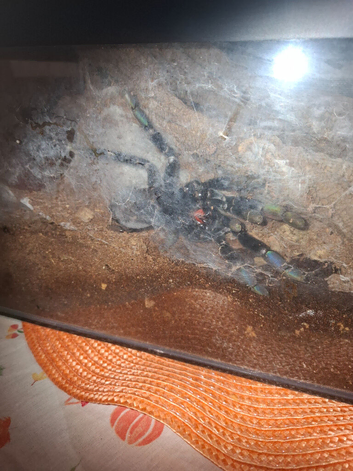 Psalmopoeus irminia