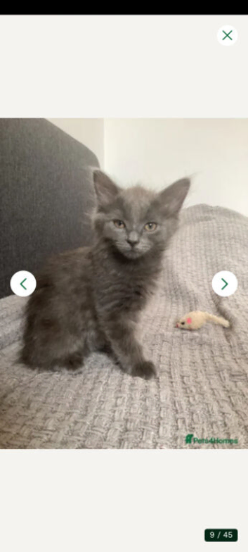 Ready to leave  rare breed Russian blue Scottish fold mix beautiful stunning litter