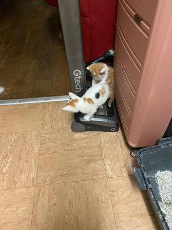 Kittens