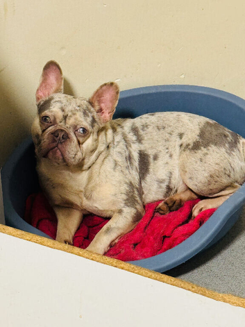 Beautiful female french bulldog for sale