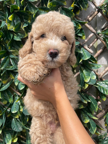Beautiful Cavapoochon puppies