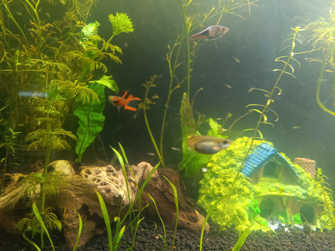 &pound;1.50 Santa Maria X Endlers guppy babies