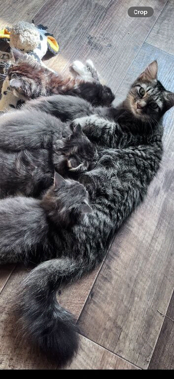 Beautiful maincoone /shorthair kittens for sale
