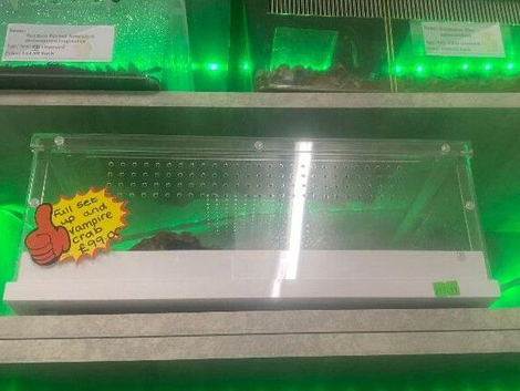 Special Offer Set Up with a Vampire Crab at Birmingham Reptiles