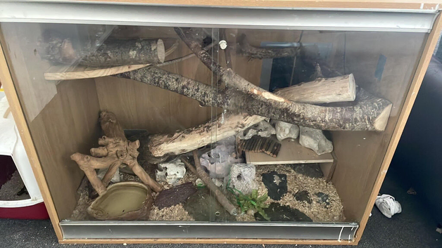 4ft ball/royal python