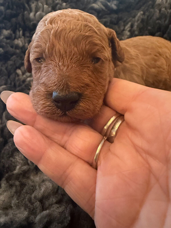 RED FOX TOY POODLE PUPPIES