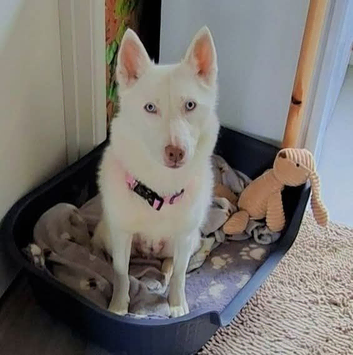 Lovely lady husky looking for long lovely home