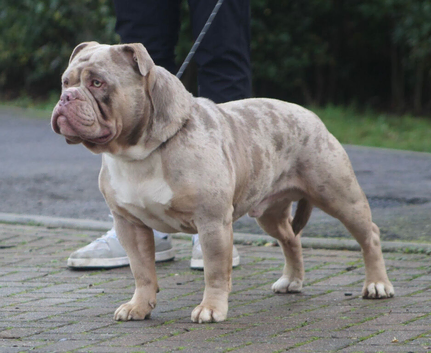 Olde English bulldog stud