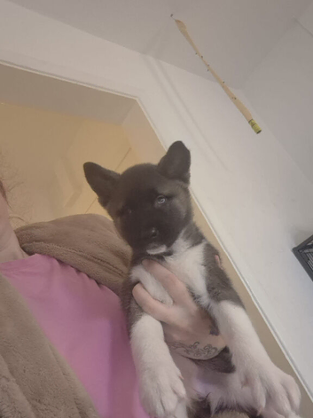 Akita puppy ready to go