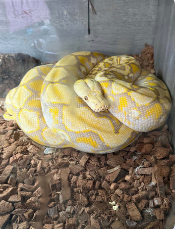 Male purple foulsham caramel reticulated python