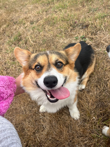 Welsh Corgi Pembroke KC Registered Stud Service