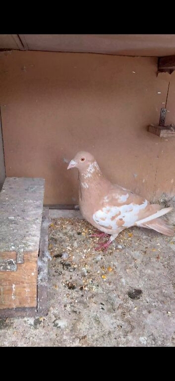Selling a racing pigeon