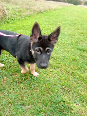 Shepkita shepherd puppy ready to leave