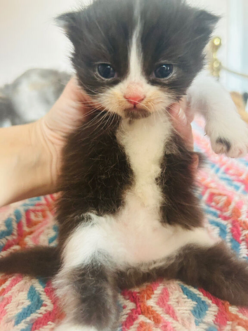 Dollface Persian Boy from Grandchampion lines