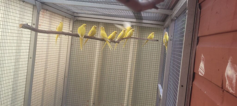 Eligant cocks for sale