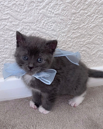 Grey kitten