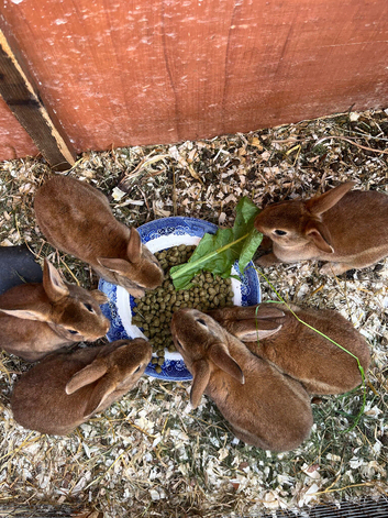 Gorgeous Pedigree Mini Rex rabbits for sale