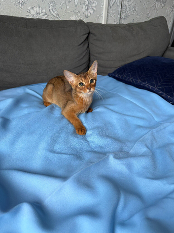 EXCLUSIVE &bull; ABYSSINIAN RUDDY GIRL