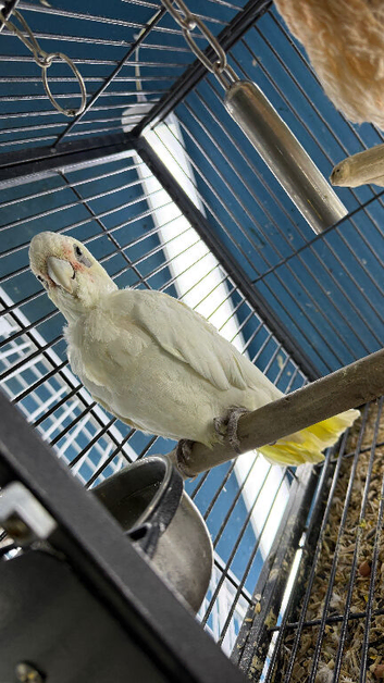 Australia cockatoo Glasgow
