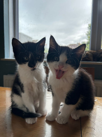 2 month year old kittens need their home