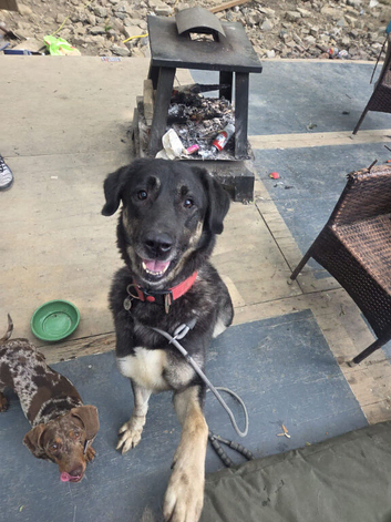 Shepard mix looking for her forever home