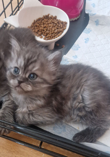 Chinchilla / ragdoll