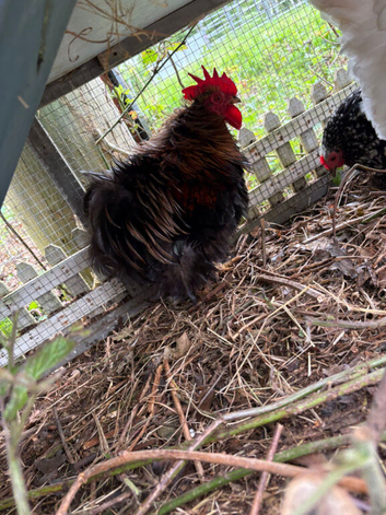 Silkie bantam polish and pekin chicken fertile eggs x