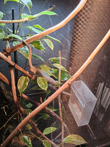 Female panther chameleon