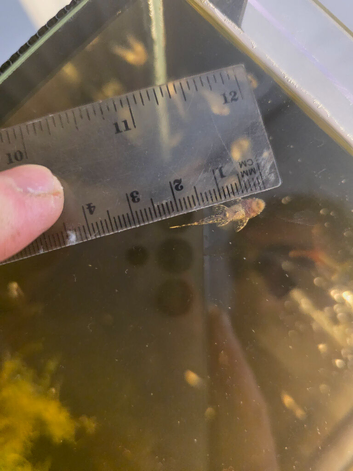 Baby bristlenose, plecos