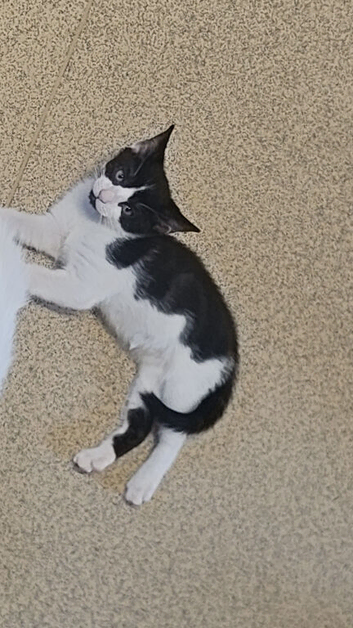 I have 2 blk/white kittens to be re homed