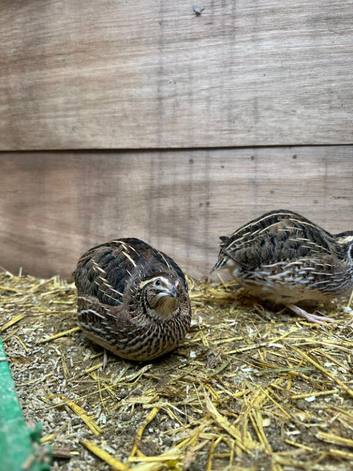 coturnix quails