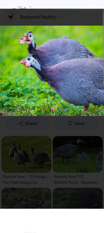 3 adult guinea fowl