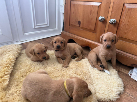 Beautiful litter of fox red Labrador puppies