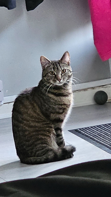 2-Year-Old Tabby Cat Looking for a Quiet, Loving Home