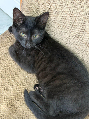 1 female kitten