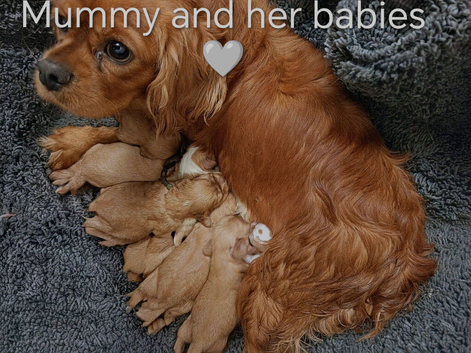 DNA TESTED CAVALIER KING CHARLES