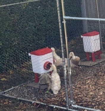 Indian Runner ducks