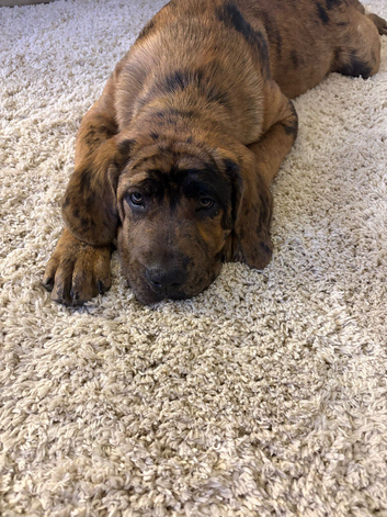 Cane corso/ Tibetan mastiff
