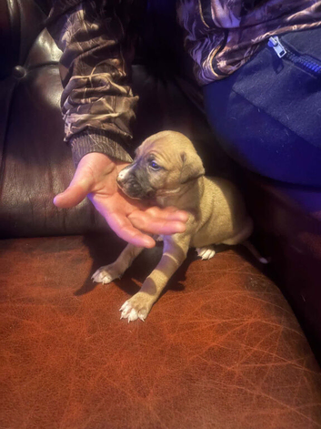 Slukie bullgryhound