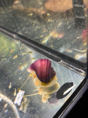 Mystery snails - various colours