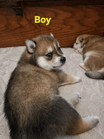 Beautiful Pomsky Puppies 3 Girls & 1 Boy Available