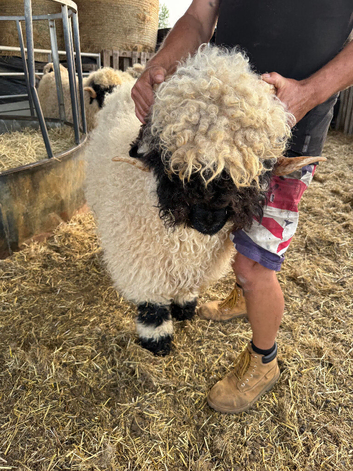 Stunning Maximus Valais Blacknose Shearling Ram